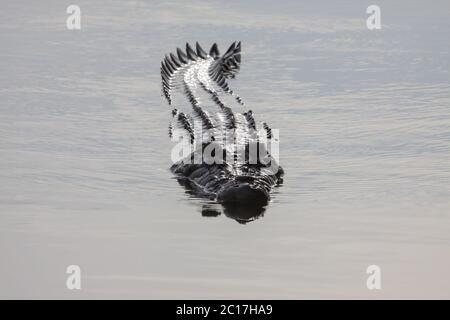 Saltwater crocodile nageant à la surface du fleuve jaune, l'eau, le Parc National de Kakadu, Australie Banque D'Images