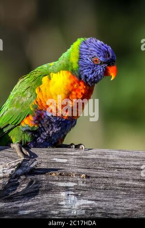 Gros plan sur un Lorikeet arc-en-ciel coloré dans la nature, Queensland Australie Banque D'Images