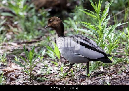 Close up d'un canard en bois, le Parc National de Girraween, Queensland, Australie Banque D'Images