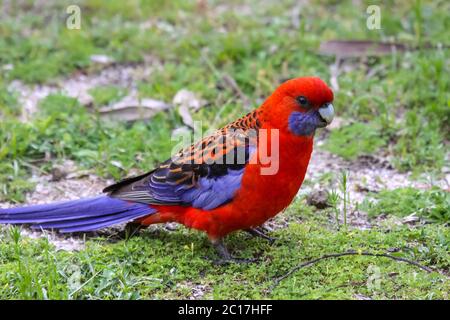 Close up of a Crimson Rosella sur le terrain, le Parc National de Girraween, Queensland, Australie Banque D'Images