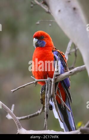 Close up of a Crimson Rosella, Le Parc National de Girraween, Queensland, Australie Banque D'Images