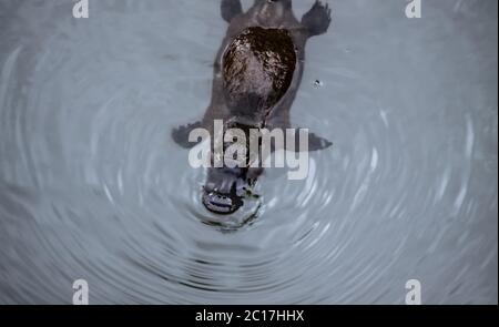 Platypus nageant à la surface d'un ruisseau, d'Eungella National Park, Queensland, Australie Banque D'Images
