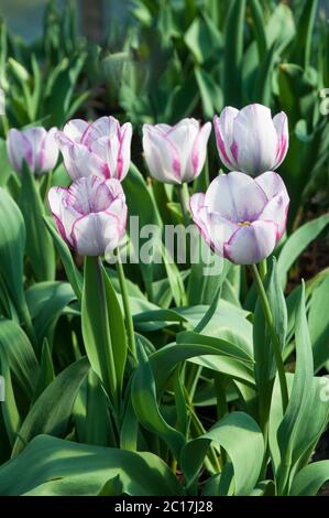 Groupe de pantalons de tulipa. Une tulipe simple à fleurs de printemps bicolore de couleur pourpre et blanche appartenant au groupe de triomphe des tulipes Division 3 Banque D'Images