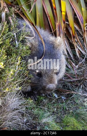 Gros plan d'une cachette, Wombat, Tasmanie Cradle Mountain NP Banque D'Images