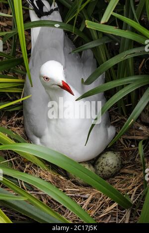 Close up of Silver gull nidification, Wilsons Promontory National Park, Victoria, Australie Banque D'Images