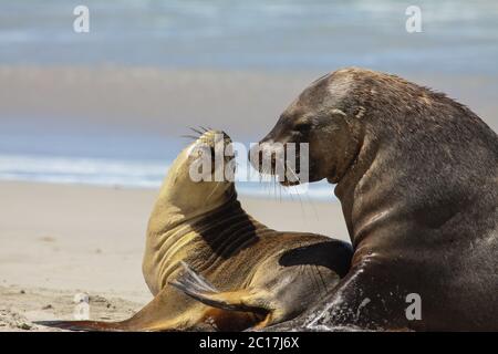 Couple de lions de mer australiens dans l'amour sur la plage, Seal Bay, Kangaroo Island, Australie du Sud Banque D'Images