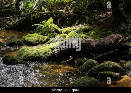 Creek qui coule à travers la forêt inondée de soleil, St Columba Falls, Tasmanie, Australie Banque D'Images