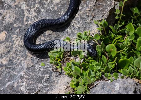 Close up d'un dangereux serpent black tiger dans l'habitat naturel, l'île kangourou en Australie Banque D'Images