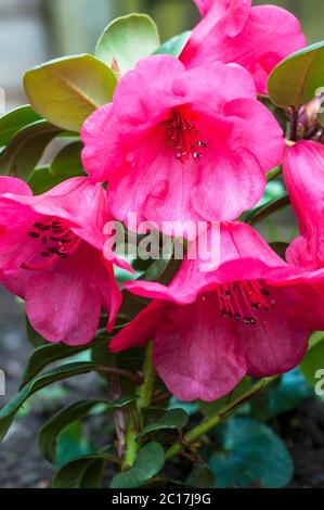 Gros plan fleur de rhododendron rouge nain rose floraison de rose en avril - mai et pousse à une hauteur de 42 cm (1ft 6 in) Banque D'Images