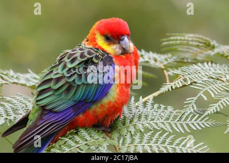 Gros plan d'une rosella occidentale colorée perçant sur les feuilles, parc national de Gloucester, Australie occidentale Banque D'Images