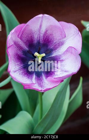 Gros plan sur le pantalon chaud tulipa. Une tulipe simple à fleurs de printemps bicolore de couleur pourpre et blanche appartenant au groupe de triomphe des tulipes Division 3 Banque D'Images