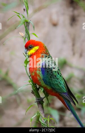 Western rosella colorés se percher sur une branche, profile, Gloucester National Park, Australie occidentale Banque D'Images