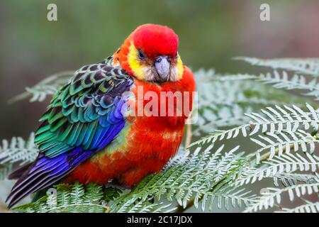 Gros plan d'une rosella occidentale colorée perçant sur les feuilles, parc national de Gloucester, Australie occidentale Banque D'Images