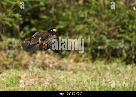 Canard mandarin Aix galericulata en vol Banque D'Images