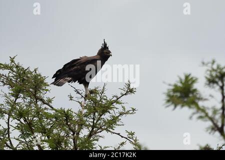 Aigle couronné Aigle africain couronné aigle faucon Stephanoaetus coronatus Lake Nakuru Kenya Banque D'Images