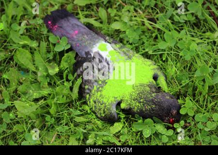 Le contraste de la maison de vacances et de la mort. Pigeon oiseau mort se trouve sur l'herbe peint avec de la peinture verte à sec à l'Holi festival. Banque D'Images