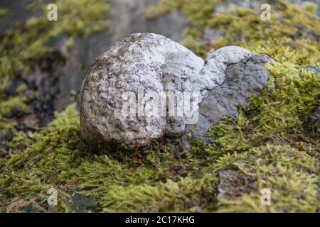 Nain (Fomes fomentarius) champignon, Banque D'Images