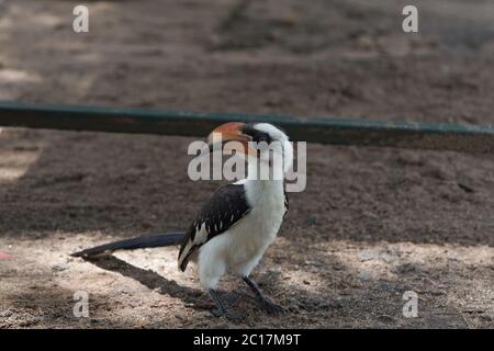 Hornbill à bec rouge du Nord Tockus Erythrorhynchus Portrait Afrique Banque D'Images