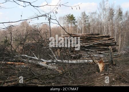 Couper les arbres dans la forêt Banque D'Images