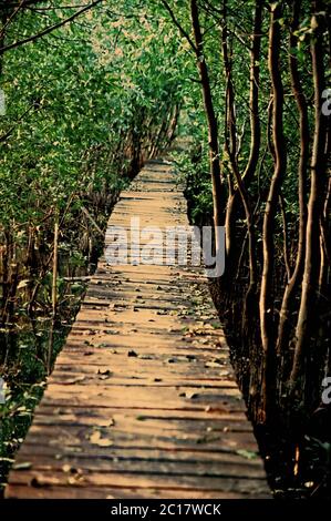 Passerelle à travers la forêt de mangroves au sanctuaire de la faune de Muara Angke, Jakarta, Indonésie. Banque D'Images