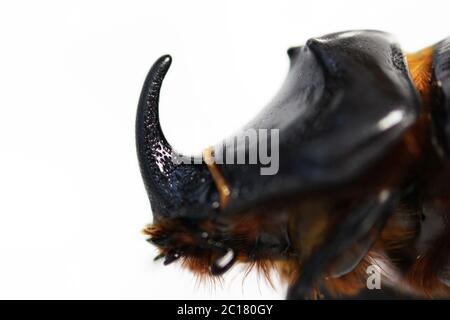 Un coléoptère de rhinocéros Oryctes nasicornis fonctionne sur fond blanc. Isolé, macro Banque D'Images