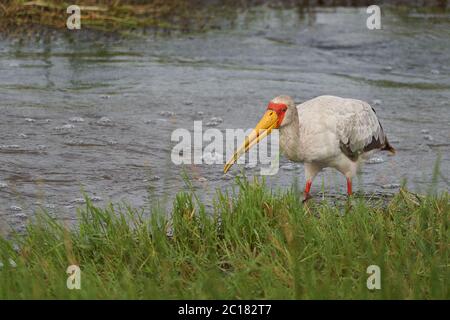 Cigogne à bec jaune Mycteria ibis également appelé ciconidae Wood cick ou Wood ibis arge African Radder ciconidae Portrait Banque D'Images