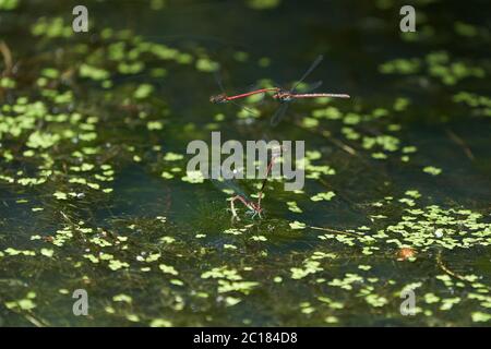 Grand couple de couples de pyrrrrhosoma nymphula damselflies Coenagrionidae Banque D'Images