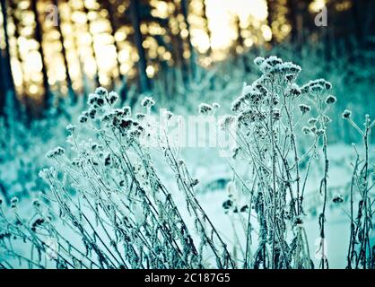 Paysage d'hiver.scène d'hiver Banque D'Images