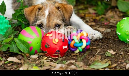 Un chien de chiot joue avec ses jouets à l'extérieur Banque D'Images