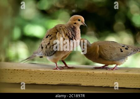 Une paire de Mourning Dove aka Zenaida macroura ayant quelques moments intimes Banque D'Images