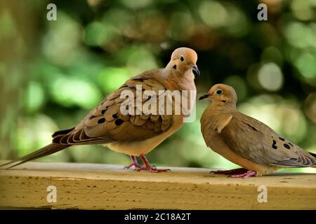 Une paire de Mourning Dove aka Zenaida macroura ayant quelques moments intimes Banque D'Images