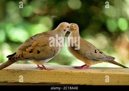 Une paire de Mourning Dove aka Zenaida macroura ayant quelques moments intimes Banque D'Images