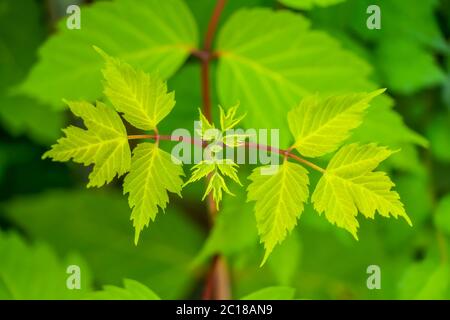 Des feuilles naturelles de vert vif et frais d'une plante se ferment par temps ensoleillé Banque D'Images