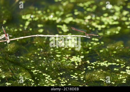 Grand couple de couples de pyrrrrhosoma nymphula damselflies Coenagrionidae Banque D'Images