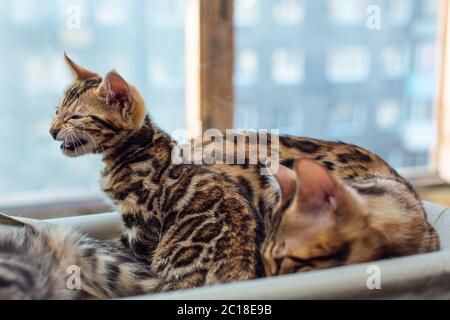 Deux chatons bengale dorés mignons, reposant sur le lit de fenêtre du chat. Banque D'Images