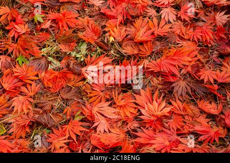 WA16754-00...WASHINGTON - feuilles aux couleurs vives sur le terrain au Kubota Garden City Park de Seattle. Banque D'Images