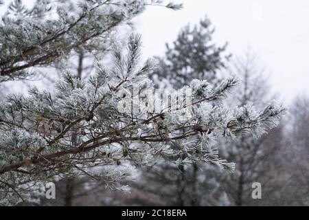 Branche d'arbre couverte de neige en hiver. Plante gelée arrière-plan d'hiver. Banque D'Images