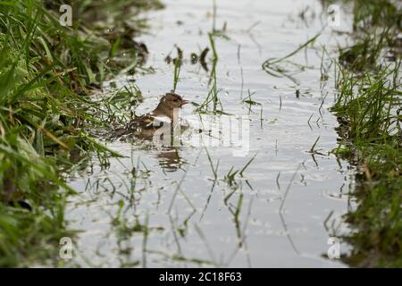 Bain commun de chaffinch simple chaffinch Fringilla coelebs finch Banque D'Images