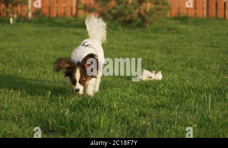 Beautiful young male dog Continental Toy Spaniel Papillon on green lawn Stock Photo