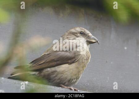 Red crossbill Loxia curvirostra passerine oiseau finch Banque D'Images