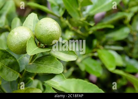 Deux citrons sur l'arbre vert Banque D'Images