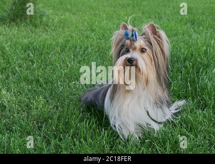 Beautiful male dog breed Beaver Yorkshire terrier with bow on a green lawn Stock Photo