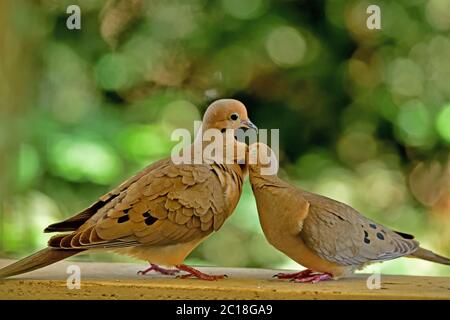 Une paire de Mourning Dove aka Zenaida macroura ayant quelques moments intimes Banque D'Images