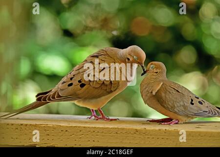 Une paire de Mourning Dove aka Zenaida macroura ayant quelques moments intimes Banque D'Images