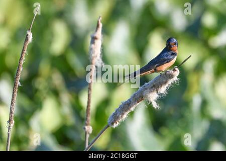 Hirondelle de grange - Hirundo rustica - perché sur un chautet ( Typha ) Banque D'Images