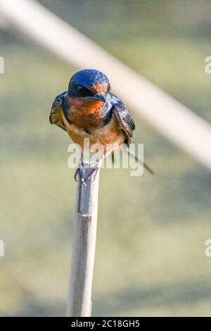 Hirondelle de grange pour adultes Hirundo rustica perchée sur un bâton de marais Banque D'Images