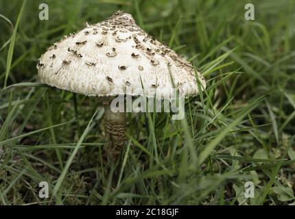 Parasol aux champignons (Macrolepiota procera) Banque D'Images