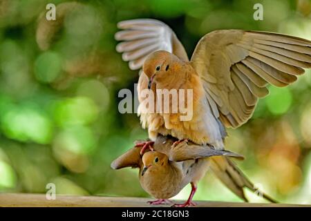 Une paire de Mourning Dove aka Zenaida macroura ayant quelques moments intimes Banque D'Images