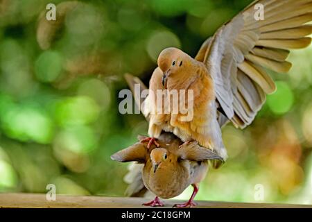 Une paire de Mourning Dove aka Zenaida macroura ayant quelques moments intimes Banque D'Images