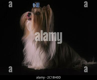 Beautiful male Beaver Yorkshire Terrier with bow Stock Photo